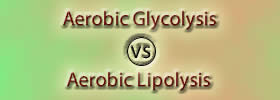 Aerobic Glycolysis vs Aerobic Lipolysis