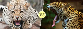 Cheetah vs Jaguar