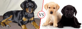 Doberman vs Labrador