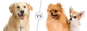 Dog vs Doggy