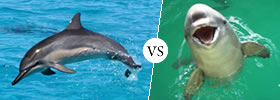 Dolphins vs Porpoises