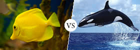 Fish vs Whale