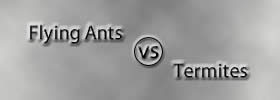 Flying Ants vs Termites