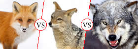 Fox vs Jackal vs Wolf