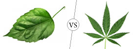 Leaf vs Leaflet