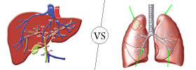 Liver vs Lungs Liver vs Lungs