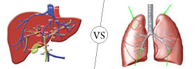 Liver vs Lungs