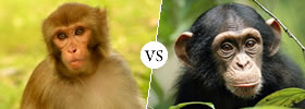 Monkey vs Chimpanzee