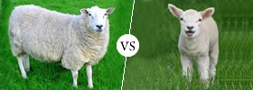 Mutton vs Lamb