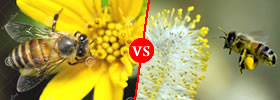 Nectar vs Pollen