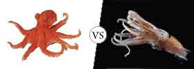 Octopus vs Squid