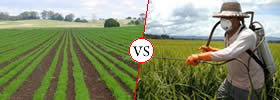 Organic vs Chemical Farming