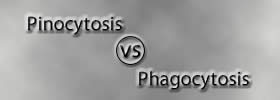 Pinocytosis vs Phagocytosis