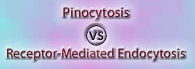 Pinocytosis vs Receptor-Mediated Endocytosis