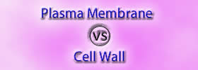 Plasma Membrane vs Cell Wall