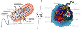 Prokaryotic vs Eukaryotic Cell