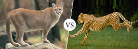 Puma vs Jaguar Puma vs Jaguar