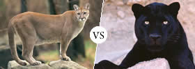 Puma vs Panther