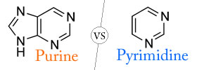 Purine vs Pyrimidine