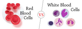 Red Blood Cells vs White Blood Cells