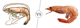 Shrimp vs Prawns