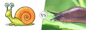 Snail vs Slug