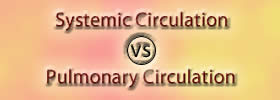 Systemic Circulation vs Pulmonary Circulation