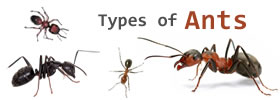 Different Types of Ants