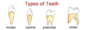 Different Types of Teeth