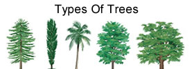 Different Types of Trees