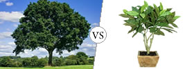 Tree vs Plant