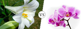 Lily vs Orchid