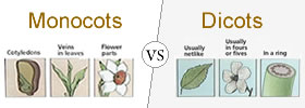 Monocots vs Dicots