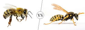 Bee vs Wasp