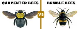 Carpenter Bees vs Bumblebees