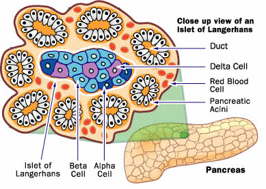 Image result for alpha and beta cells in the pancreas