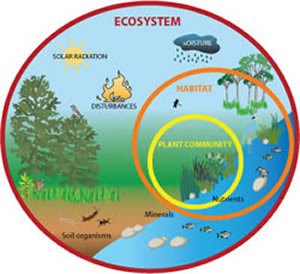 Difference between Environment and Ecosystem | Environment ...