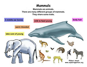 Difference between Animal and Mammal | Animal vs Mammal