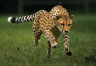 Cheetahs vs Lions Kostenloses Online-Streaming