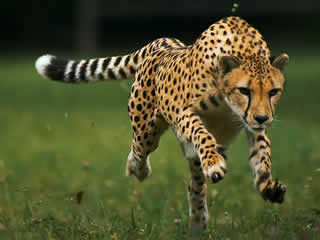 puma cheetah