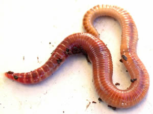 Difference Between Earthworm And Leech Earthworm Vs Leech