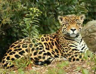 Difference between Puma and Jaguar | Puma vs Jaguar
