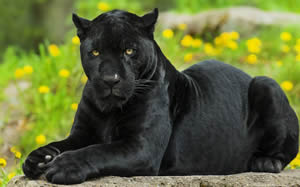 black panther animal vs puma