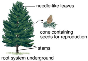 What are types of gymnosperms?