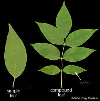 leaf-vs-leaflet.jpg
