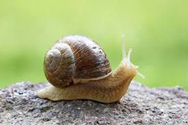 snails.jpg
