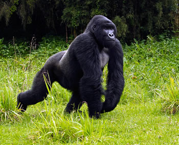 gorilla vs ape