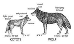 wolf vs jackal ile ilgili görsel sonucu