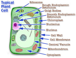Difference between Animal and Plant Cells | Animal vs Plant Cells