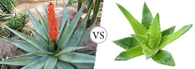 Aloe vs Aloe Vera